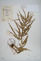 鳳尾蕨藏品圖，第1張