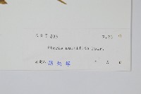 鳳尾蕨藏品圖，第2張