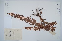 腎蕨藏品圖，第1張