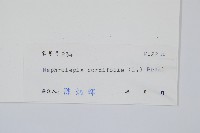 腎蕨藏品圖，第2張