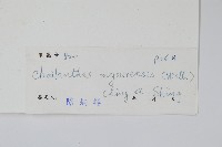 細葉碎米蕨藏品圖，第2張