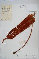 盧山石葦藏品圖，第1張