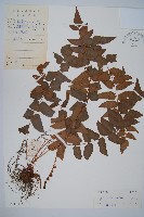 貫眾蕨藏品圖，第1張