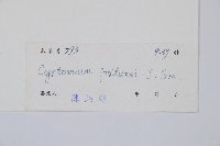 貫眾蕨藏品圖，第2張