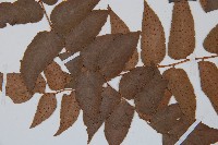 貫眾蕨藏品圖，第3張