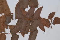 貫眾蕨藏品圖，第4張