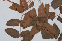 貫眾蕨藏品圖，第5張