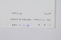 鐮羽貫眾藏品圖，第2張