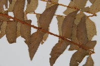 鐮羽貫眾藏品圖，第3張