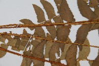 鐮羽貫眾藏品圖，第4張