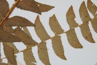 鐮羽貫眾藏品圖，第5張