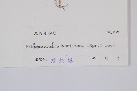 喜馬馬尾杉藏品圖，第2張