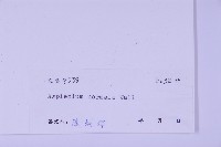 生芽鐵角蕨藏品圖，第2張