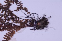 生芽鐵角蕨藏品圖，第4張