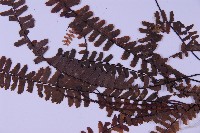 生芽鐵角蕨藏品圖，第5張