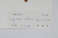 槲蕨藏品圖，第2張