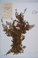 姬蕨藏品圖，第1張