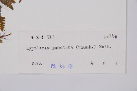 姬蕨藏品圖，第2張