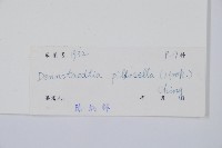 細毛碗蕨藏品圖，第2張