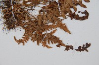 細毛碗蕨藏品圖，第3張