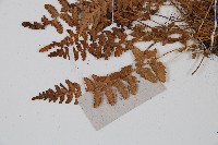 細毛碗蕨藏品圖，第4張