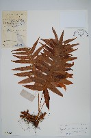 灰鱗假瘤蕨藏品圖，第1張