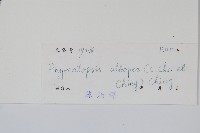 灰鱗假瘤蕨藏品圖，第2張