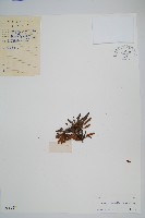 紅毛禾葉蕨藏品圖，第1張