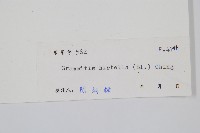 紅毛禾葉蕨藏品圖，第2張