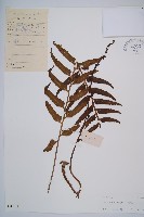 萊氏鐵角蕨藏品圖，第1張