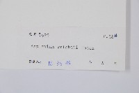 萊氏鐵角蕨藏品圖，第3張