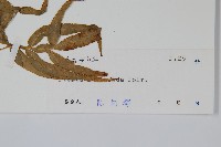 鳳尾蕨藏品圖，第2張