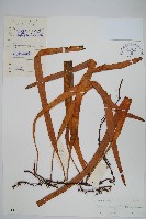 南洋石葦藏品圖，第1張