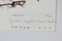 南洋石葦藏品圖，第2張