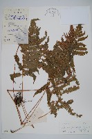 密毛毛蕨藏品圖，第1張