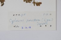 密毛毛蕨藏品圖，第2張