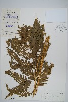 弧脈鳳尾蕨藏品圖，第1張