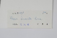 弧脈鳳尾蕨藏品圖，第2張