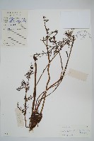 水蕨藏品圖，第1張