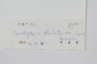 水蕨藏品圖，第2張