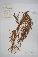 箭葉鳳尾蕨藏品圖，第1張