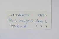 箭葉鳳尾蕨藏品圖，第2張