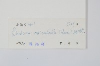 圓葉陵齒蕨藏品圖，第2張