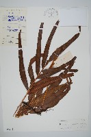 竹葉蕨藏品圖，第1張