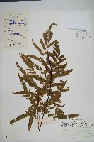 異葉鱗始蕨藏品圖，第1張