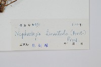 毛葉腎蕨藏品圖，第2張