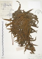 毛蕨藏品圖，第1張