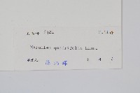 田字草，蘋藏品圖，第2張