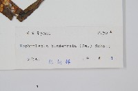 長葉腎蕨藏品圖，第2張