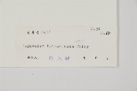 海南鐵角蕨藏品圖，第2張